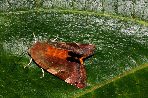 Identificazione di una farfalla - Noctua fimbriata